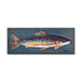 Brook Trout: Generic