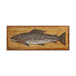 Brown Trout: Generic