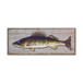 Walleye: Generic