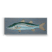 Snook - Metal Box Art
