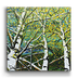 Skyward Aspen Trees 4 Box Art - Skyward Aspen Trees 4 Box Art
