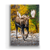 Alaskan Bull Moose Box Art - Alaskan Bull Moose