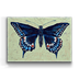 Black Swallowtail Box Art - Black Swallowtail