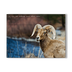 Bighorn Sheep - Bighorn Sheep