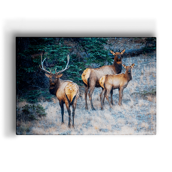 Three Elk Box Art