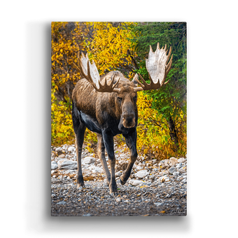 Alaskan Bull Moose Box Art