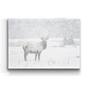 Snow Covered Elk Box Art