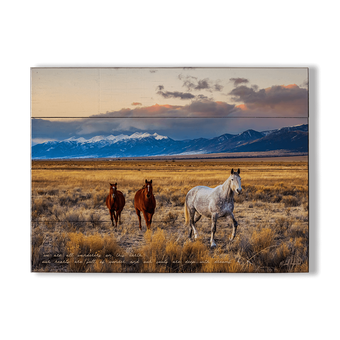 Horses in the San Luis Valley