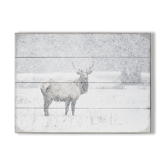 Snow Covered Elk