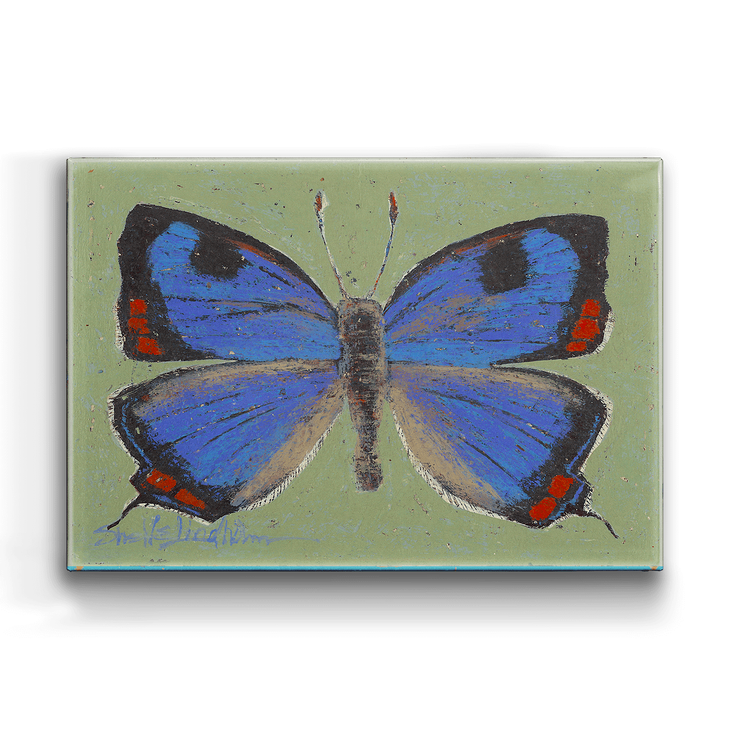 Colorado Butterfly Box Art - Colorado