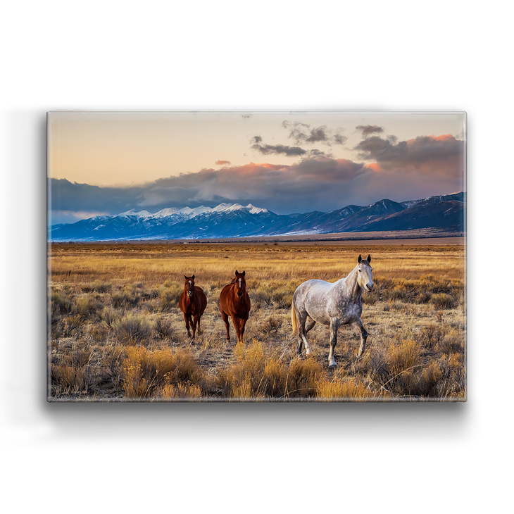 Horses in the San Luis Valley Box Art - Horses in the San Luis Valley