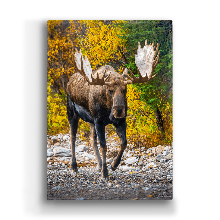 Alaskan Bull Moose Box Art - Alaskan Bull Moose