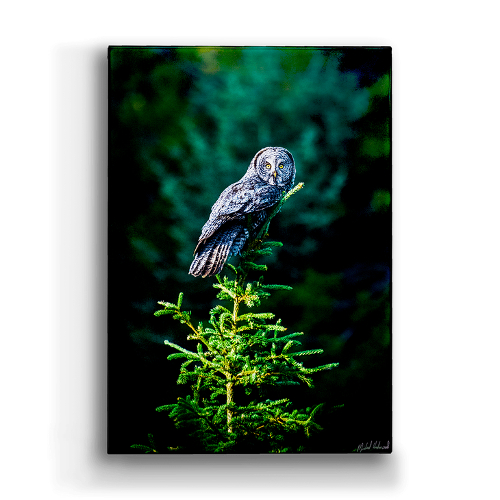 Great Gray Owl Box Art - Great Gray Owl