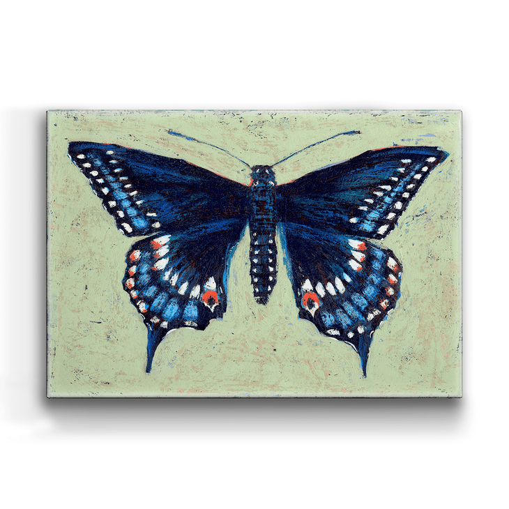 Black Swallowtail Box Art - Black Swallowtail