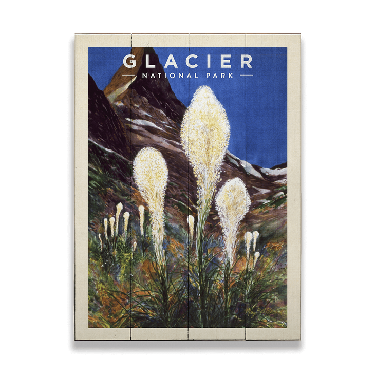 Glacier National Park Beargrass - Glacier National Park Beargrass